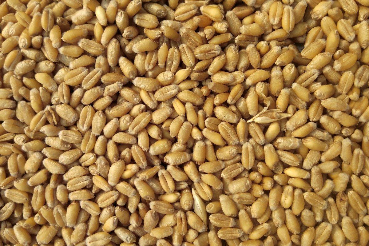 Grains de blé en gros plan